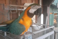 1_parrot