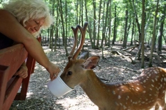 Axis_Deer2