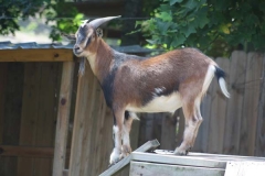 Barbary Sheep