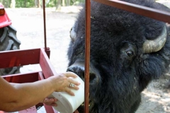 Bison (1)