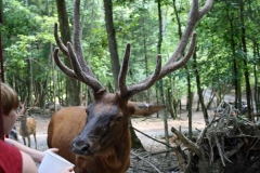 Elk (1)