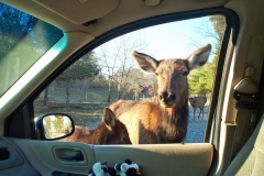 Elk2