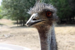 Emu (1)