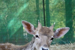 Fallow-Deer