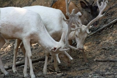 Fallow_Deer2