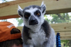 King_Julian