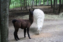 Llama