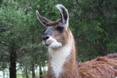 Llamas