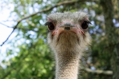 Ostrich