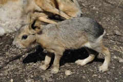 Patagonian Cavies