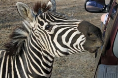 Zebra (1)