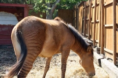 Zhorse