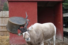 addax