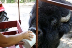 bison