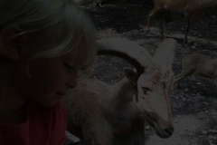 briarwood-safari-footer-bg