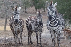 briarwood-safari-ranch-park