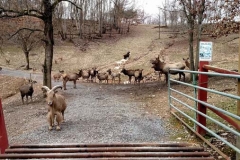 briarwood-safari-ranch