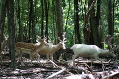 deer