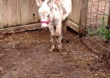 donkey-taco