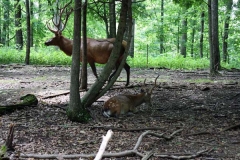 elk