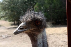 emu