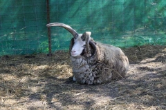 jacobs-four-horned-sheep