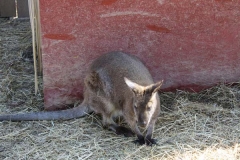 kangaroo