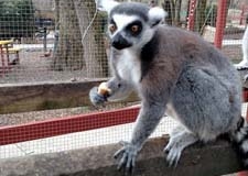 lemurs