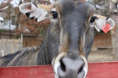 nilgai