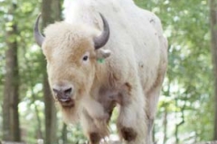 white-buffalo