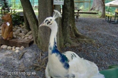 white-peacock-india-2