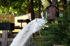 white-peacock-india