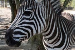 zebra