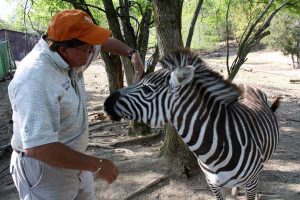 ron and zebra