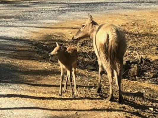 drive thru safari knoxville